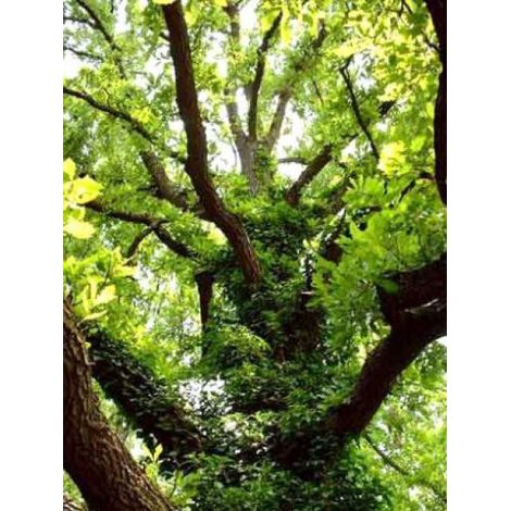 Chêne sessile Pot de 2L/3L