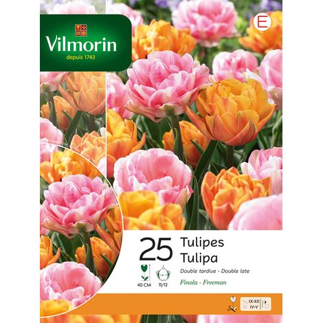 Vilmorin Tulipe Finola Double Tardive en Mélange (x25) (1/2)