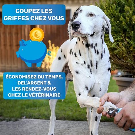 Coupe-Griffes Chien (1/4)