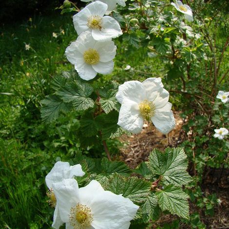 Ronce  - Rubus 'Benenden'  - 30-40 cm pot (1/5)