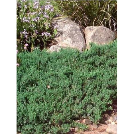 Genévrier 'Blue Pacific' Pot de 7,5L/10L (1/4)