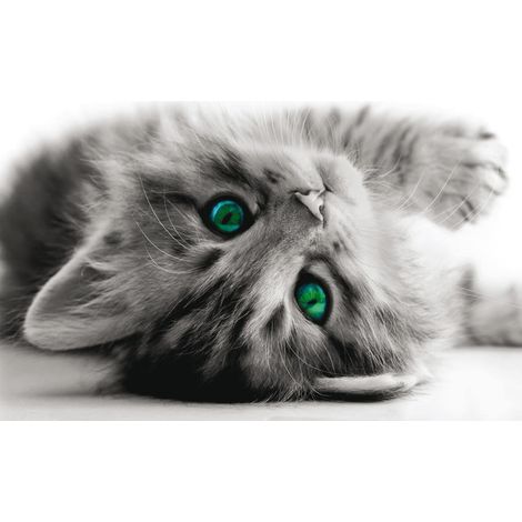 Kitten, photo murale intissée, 155x110 cm, 1 part (1/3)