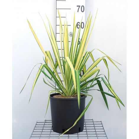 Yucca Flaccida Golden Sword bellissima pianta in vaso ø19 cm h. 40/60 cm