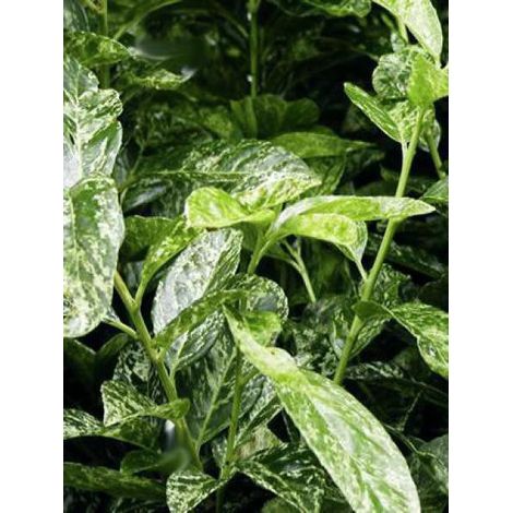 Laurier-Cerise, Laurier palme 'Marbled White' Pot de 2L/3L (1/3)