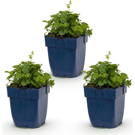 Campanule de Dalmatie Lisduggan Variety Plante Vivace Couvre-sol Blanche Lot de 3 Pots 11 cm - PANGIVO (1/5)