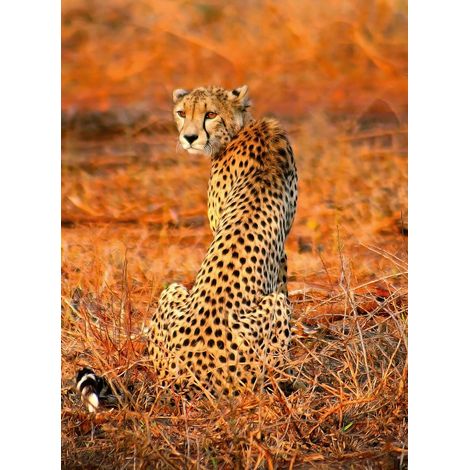 Papier peint panoramique animaux sauvage | Tapisserie panoramique nature guépard Afrique | Papier peint panoramique beige & rouge effet tendance - 192 X 260 cm (4 pièces) (1/2)
