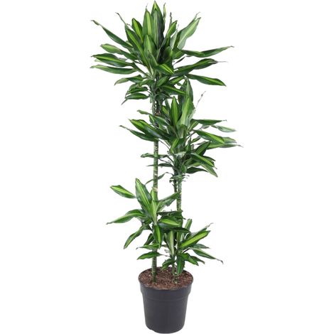 Dracaena Cintho Plante Verte d'Intérieur Feuillage Bicolore Hauteur 150 cm Pot ø27 cm - PANGIVO (1/4)