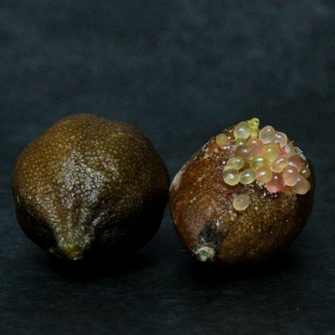 Gardenaria Limone Caviale Rosa (Finger Lime) - Microcitrus australasica - Pianta di agrume da frutto in vaso - Altezza: 70/80 cm (vaso 22)