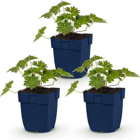 Géranium Vivace 'Rozanne' Couvre-sol à Floraison Longue Bleu Lot de 3 Plantes Pot 11 cm - PANGIVO (1/5)