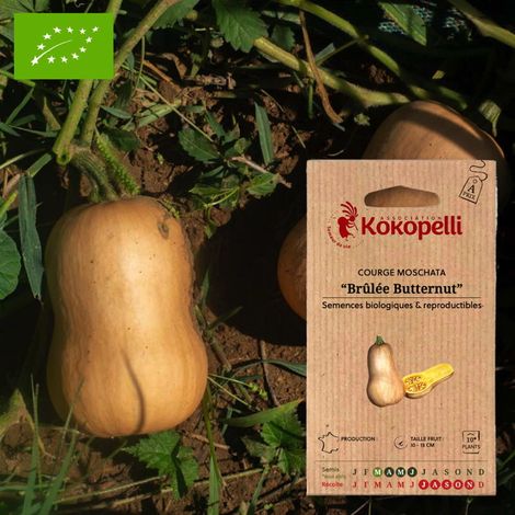 Courge Brûlée Butternut- Graines bio à semer