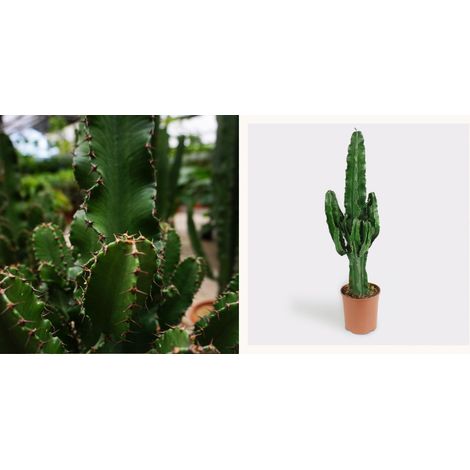Vivaio Garden Forest – Cactus Euphorbia erythrea 18cm pot – Colonnaire jusqu'à 9m – Sol bien drainant – Absorbe les ondes électromagnétiques (1/2)