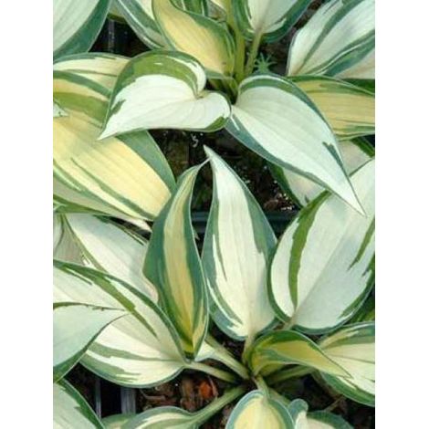 Hosta 'Remember Me'® Pot de 1,5L/2L (1/2)