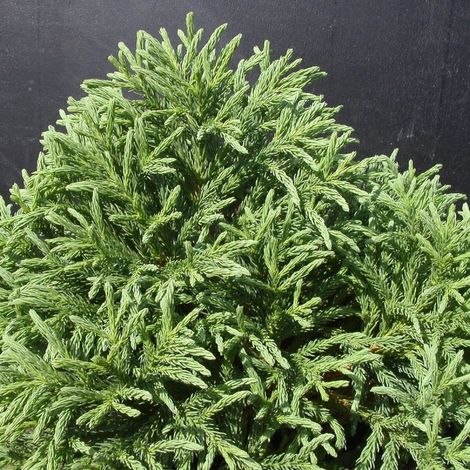 Cèdre du Japon Globosa Nana – Conifère nain compact – Hauteur 1 à 1,5 mètre – Feuillage persistant vert vif – Pour jardins miniatures et rocailles (1/3)