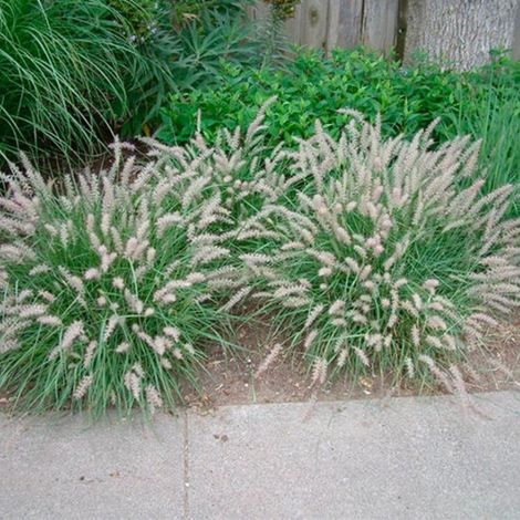 Herbe aux écouvillons orientale - Pennisetum orientale godet 9cm