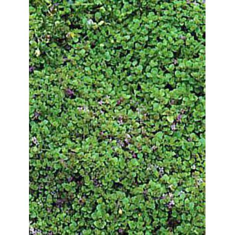 Menthe de Corse Godet de 8/9 cm