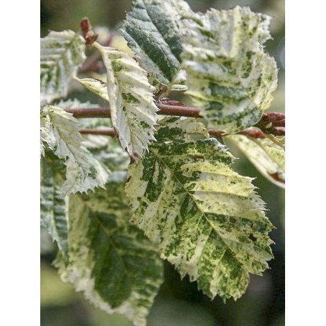 Charme commun 'Foliis Argenteovariegatis Pendula' Pot de 4L/5L (1/2)