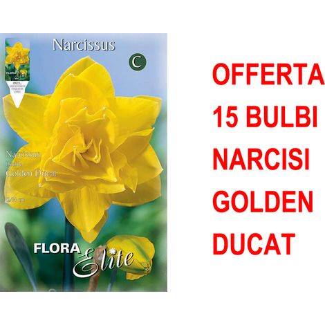 OFFERTA 15 BULBI NARCISO DOUBLE GOLDEN DUCAT
