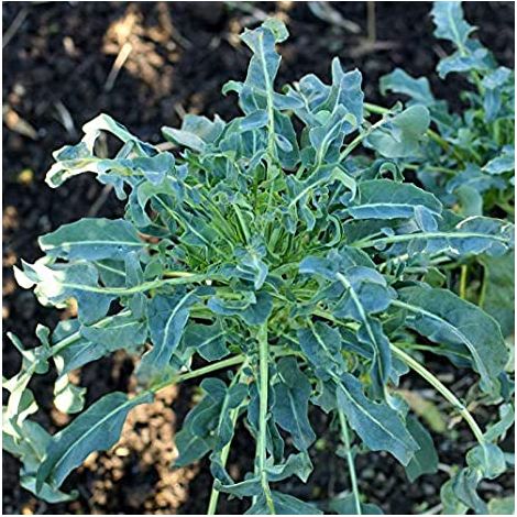Semi di Cavolo Broccolo a getti di Napoli "Mugnilino" piante per orto e giardino