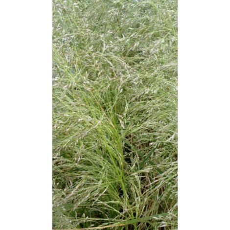 6 x Deschampsia cespitosa 'Goldtau' - Plante comestible - pot de 9 x 9 cm