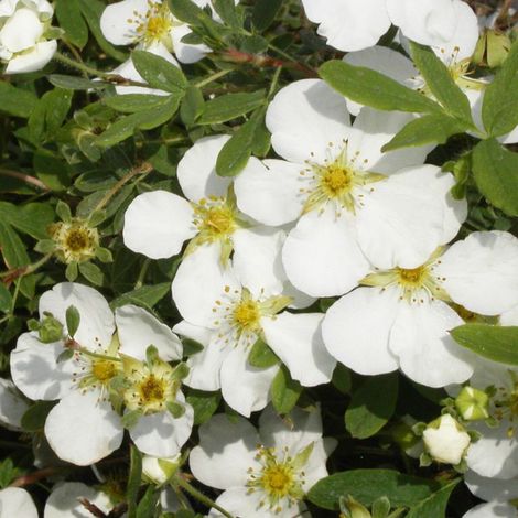 Potentille arbustive Abbotswood, Potentilla/Pot de 3L - 40/60 cm (1/3)