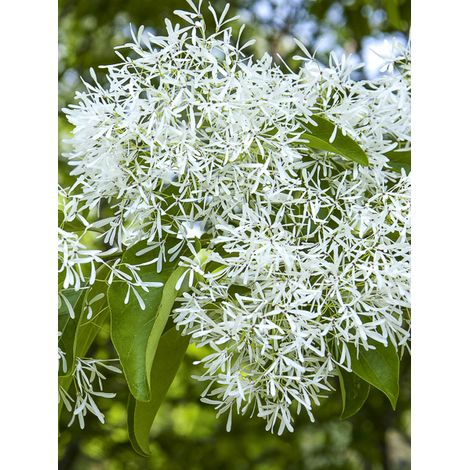 Arbre de franges Pot de 3L/4L (1/2)