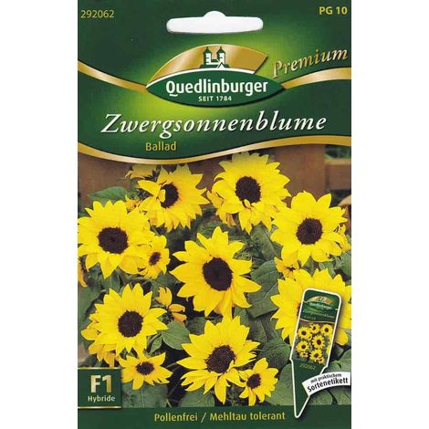 Quedlinburger Zwergsonnenblume Ballad - Blumensamen (1/2)