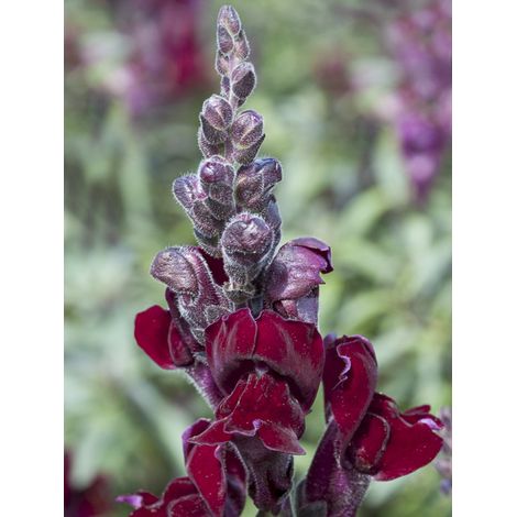 Muflier 'Black Prince' le sachet de 2700 graines (0,4g) (1/2)