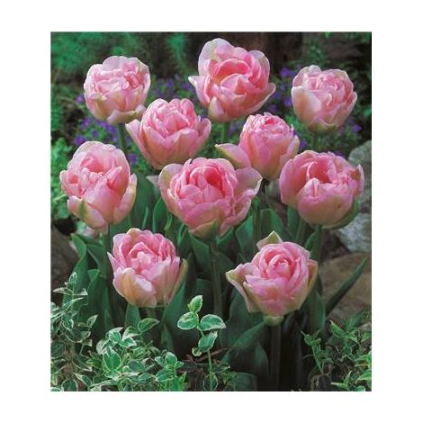 TULIPE ANGELIQUE - 5 BULBES - TULIPE