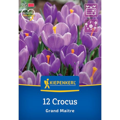 Kiepenkerl Herbstblumenzwiebel Krokus Grand Maitre 12 Pflanzen (1/2)