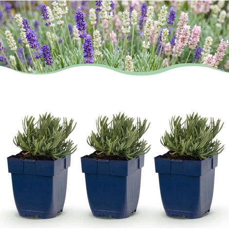 Lavande Tricolore Plante Vivace Parfumée Bleu Rose Blanc pour Jardin Lot de 6 Plants (1/5)