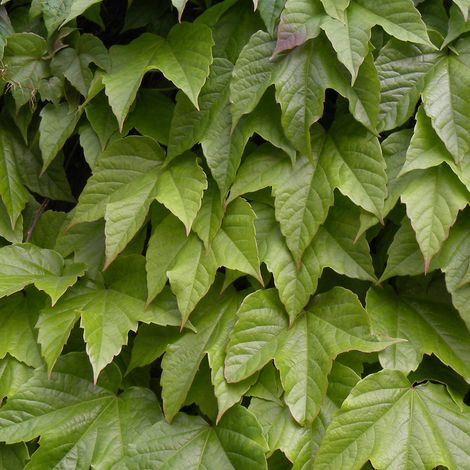 Vigne Vierge veitchii Robusta | Conditionnement: Pot de 2L - Tuteut bambou 90 cm