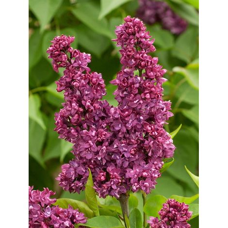 Lilas commun 'Charles Joly' Pot de 7,5L/10L (1/3)