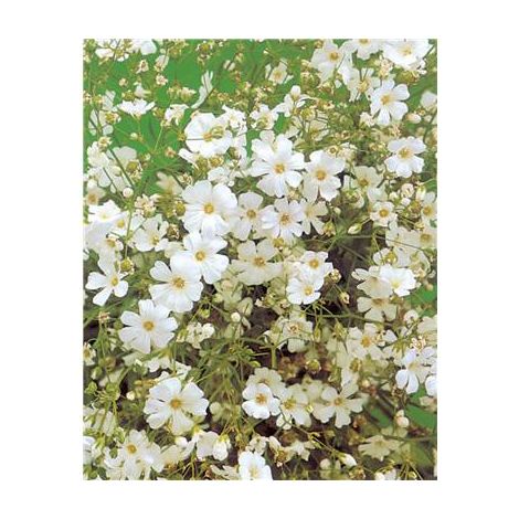 GYPSOPHILE ROI DES HALLES - 1 G