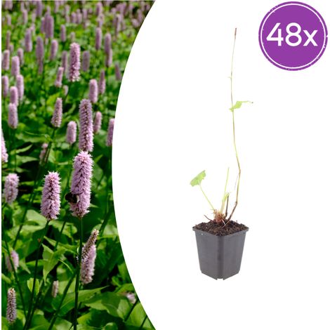 Lot de 48 Persicaria affinis Superba - Renouée Vivace Couvre-sol Fleurs Rouges - 10-25 cm - Ø 9 cm - PANGIVO (1/5)
