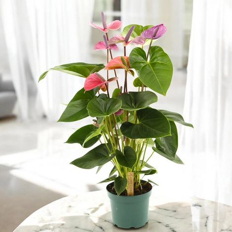Gardenaria Anthurium andreanum 'Cavalli' - Pianta da interno ornamentale - Altezza: 65 cm (vaso 17)