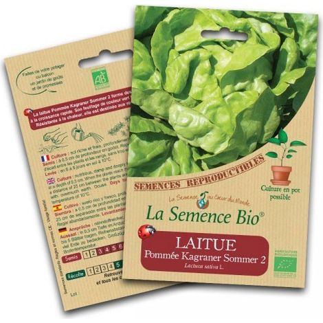 Graines bio Laitue Pommée Kagraner Sommer 2 - La Semence Bio