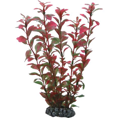 Hobby Ludwigia - 25 cm (1/3)