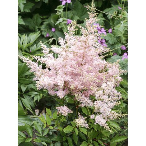 Astilbe 'Younique Silvery Pink' Pot de 2L/3L