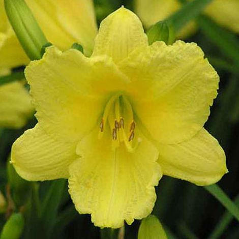 4 x Lis d'un jour - Hemerocallis 'Happy Returns' - godet 9x9 (1/4)