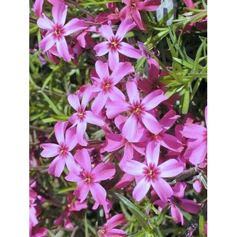 Phlox mousse 'Scarlet Flame' Godet de 8/9 cm