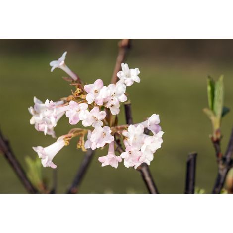 Winter-Schneeball 'Charles Lamont' Viburnum bodnantense 'Charles Lamont' Sta C 5 Krone mehrj. Sth. 60-