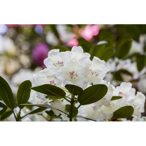 Rhododendron 'Hachmann´s Picobello'® Rhododendron Hybr.'Hachm.Picobello' -R- C 5 30- 40 (1/4)