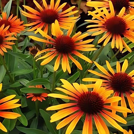 4 x Rudbeckia pourpre 'Flame Thrower'® - godet 9x9 cm (1/5)