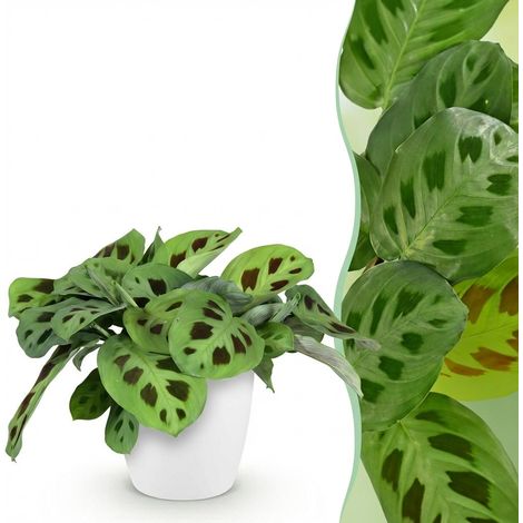 Plante d'intérieur Maranta Fascinator Kerchoveana Zèbre avec Pot Blanc 12 cm Hauteur 25 cm - PANGIVO (1/5)