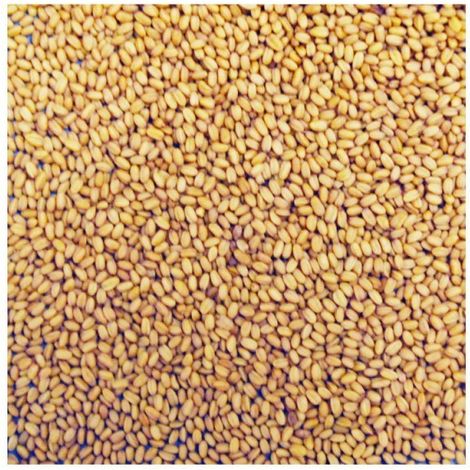 Camelina Sativa Manitoba 1 kg