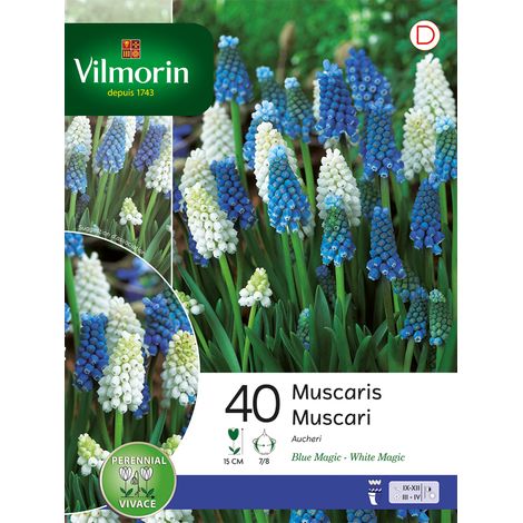 Vilmorin Muscari en Mélange (x40) (1/2)