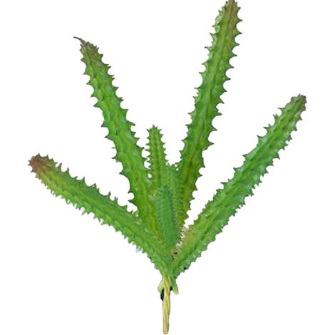 Plante succulente artificielle en PVC souple haute simulation, mini fausse plante pour décoration bureau maison bureau Type 1 (1/5)