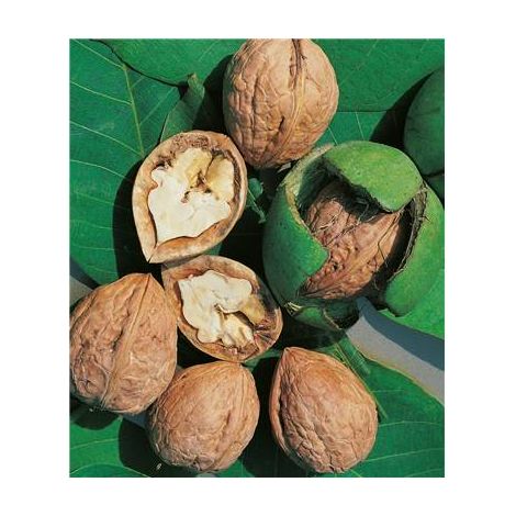 NOYER FRANQUETTE - LE BALIVEAU GREFFE - Arbre fruitier