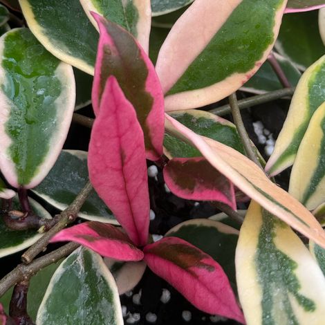 Hoya Flamingo Dream Pink in Vaso da 12cm