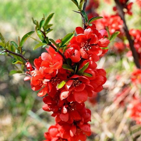 Cognassier du Japon Mango Storm® 'Mincha01', Chaenomeles/Pot de 3L - 20/40 cm